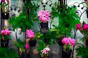 Capa: Orquídeas