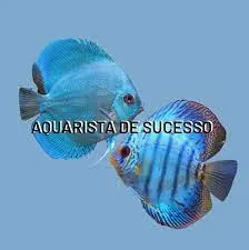 Capa: Aquarista de Sucesso