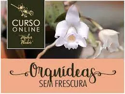 Capa: Orquídeas sem Frescura