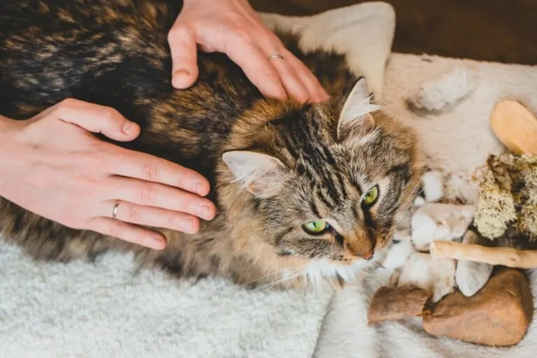 Capa: Massagens para Gatos: Relaxantes e Terapeuticas – Julieta Viano