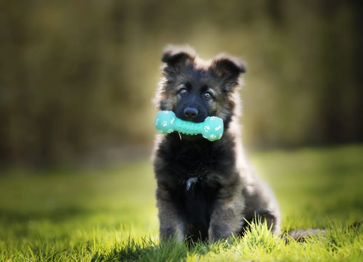 Capa: Portal Brinquedo Bom Pra Cachorro