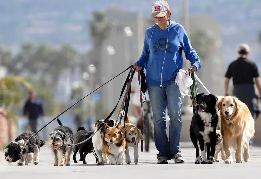 Capa: Curso de Dog Walker – Passeio com Cachorros
