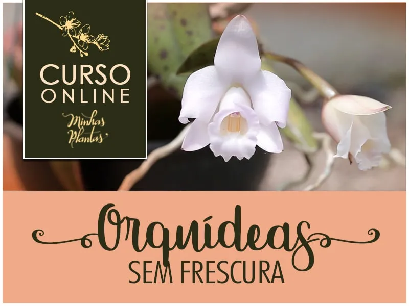 Capa: Orquídeas sem Frescura
