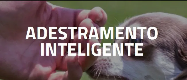 Capa: Adestramento Inteligente-Alexandre Rossi